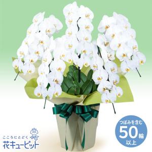 【お盆 8月16日以降お届け】花キューピット 新...の商品画像