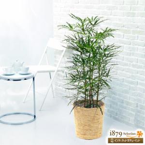 アラレアの商品一覧 通販 Yahoo ショッピング