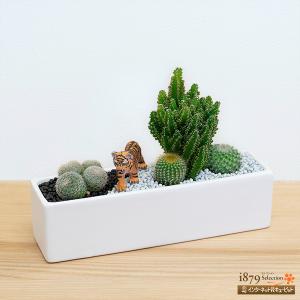 産直　サボテン・多肉植物 インテリア ジオラマ ギフト オブジェ プレゼント 花キューピットのサボテン寄せ植え（トラ）｜i879