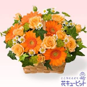 誕生日フラワーギフト　花キューピットのオレンジガーベラアレンジメント　ya00-615020