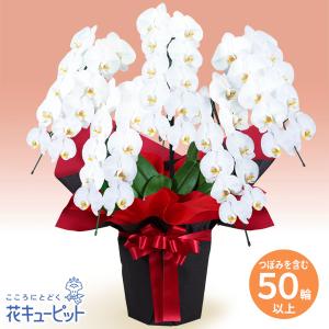 【還暦祝い・長寿祝い】花キューピット 花 ギフト 誕生日 お祝い 記念日 胡蝶蘭　5本立（つぼみを含む50輪以上）赤系ラッピング