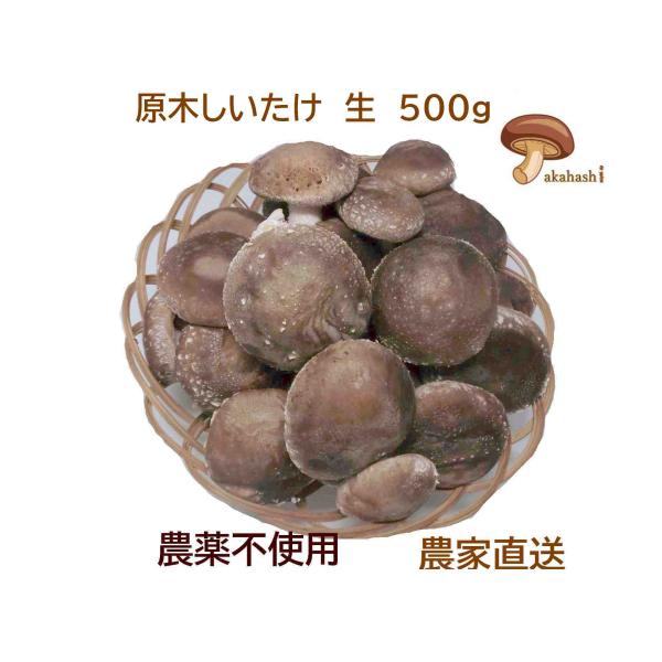 原木しいたけ・生・500g　ご家庭用、贈答用　厚肉　農薬不使用　70年以上の栽培歴を持つ「脱炭素に取...