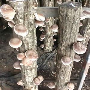 原木しいたけ栽培キットAL2 太め(直径10〜...の詳細画像1