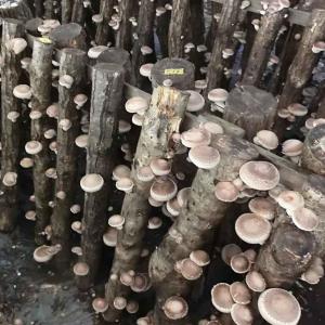 原木しいたけ栽培キットAL2 太め(直径10〜...の詳細画像2