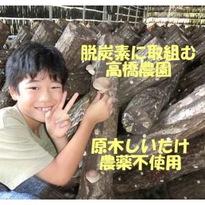 原木しいたけ栽培キットAL2 太め(直径10〜...の詳細画像3