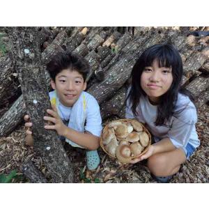 原木しいたけ栽培キットAL2 太め(直径10〜...の詳細画像4