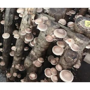 原木しいたけ栽培キットAS4　細めホダ木（直径6〜8cm）1〜3週間で収穫　長さ約90cm　ホダ木4本　栽培歴45年以上の農家が書いた栽培マニュアル付き　農薬不使用