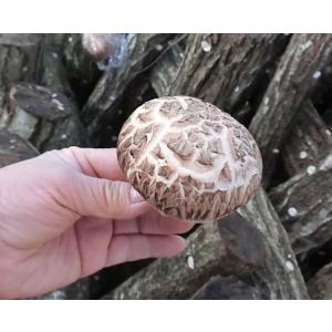 原木しいたけ栽培キットAS4 細めホダ木(直径...の詳細画像1