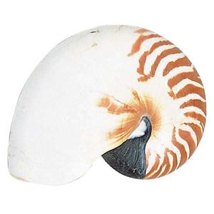 貝がら オブジェ オオム貝 20cm 夏の海装飾 ディスプレイ 飾り用｜ibepara