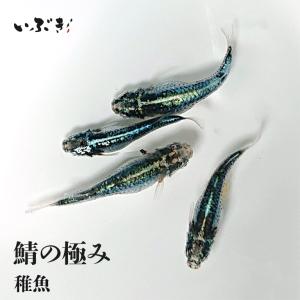 【稚魚】鯖の極み(さばのきわみ) 指宿(いぶすき)メダカ 稚魚10匹 生体 販売｜ibuki472