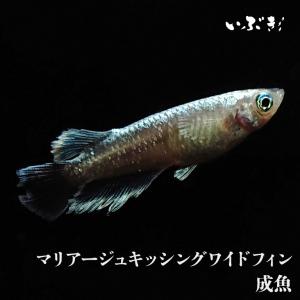 マリアージュキッシングワイドフィン(まりあーじゅきっしんぐわいどふぃん)