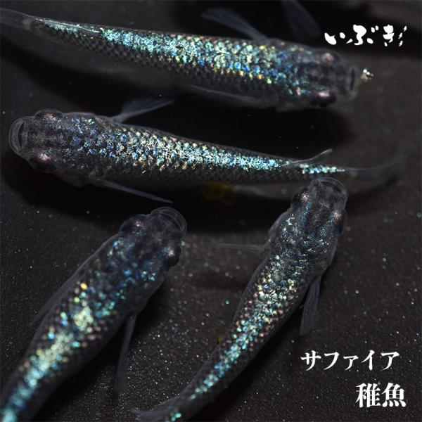 【稚魚】サファイア(さふぁいあ) 指宿(いぶすき)メダカ 稚魚10匹 生体 販売