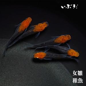 【稚魚】女雛(めびな) 指宿(いぶすき)メダカ 稚魚10匹 生体 販売｜ibuki472