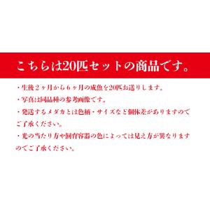 【送料無料(北海道・沖縄を除く)】変わりメダカ...の詳細画像1