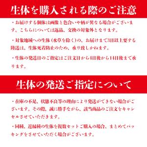 【送料無料(北海道・沖縄を除く)】変わりメダカ...の詳細画像2
