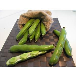 そら豆 鹿児島 Lサイズ 3〜4粒 <2kg>...の詳細画像2