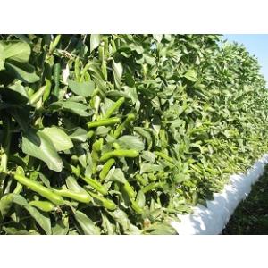 そら豆 鹿児島 Lサイズ 3〜4粒 <2kg>...の詳細画像4