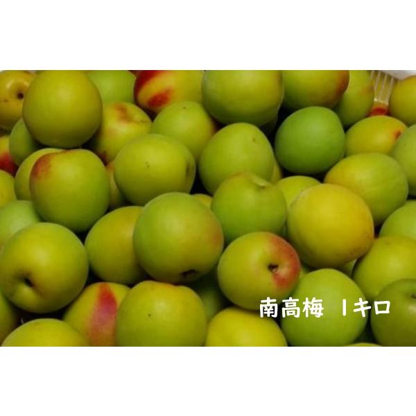 南高梅　М〜２Lサイズ　混合　こだわり農園　手摘み　手選別　極　梅酒　梅干　もぎたて　直送　農園　u...