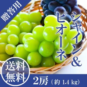 2026 ギフト 岡山県産 シャインマスカット 晴王 ピオーネ 赤秀品 大粒
