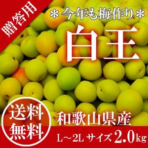 紀州 小梅 白王 キレイな生梅 秀品 大玉 2L 約2kg 和歌山県産 梅 うめぼし 梅酒 JA紀南 予約 5/10-5/31の間で発送｜ichiba-koubou