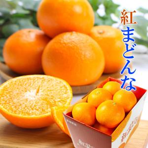 2025 お歳暮 ギフト 紅まどんな 4.5kg 青秀 M-2L 中島産 みかん ミカン