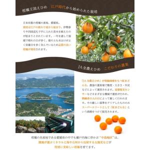 2025 お歳暮 ギフト 紅まどんな 1.3k...の詳細画像2