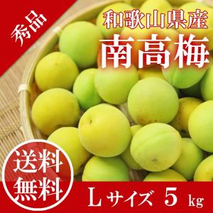 南高梅 L 約 5kg 秀品 和歌山県産 (生梅) 梅 紀州 うめぼし 梅酒 JA ギフト 父の日 予約5月27日〜6月25日発送｜ichiba-koubou