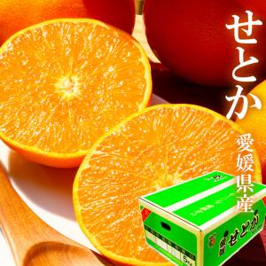2026 ギフト せとか 赤秀 M-2L 約4.5kg 贈答用 愛媛県 中島 東予 西宇和 八幡浜 みかん ミカン プレゼント 御礼 御祝 御供 果物 くだもの フルーツ