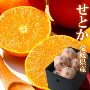 せとか 匠と極 L-3L 約1.3kg 贈答用 愛媛県 中島産 みかん JAえひめ