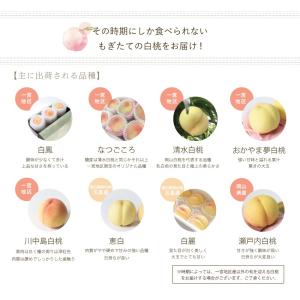 2026 お中元 ギフト 清水白桃 ロイヤル ...の詳細画像3