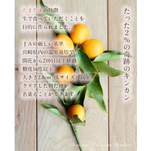 完熟きんかん たまたまエクセレント 1kg 2...の詳細画像2