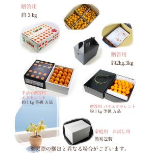 完熟きんかん たまたまエクセレント 1kg 2...の詳細画像3
