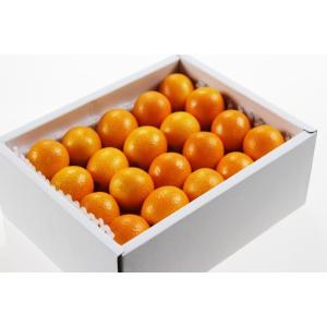 完熟きんかん たまたまエクセレント 1kg 2...の詳細画像5