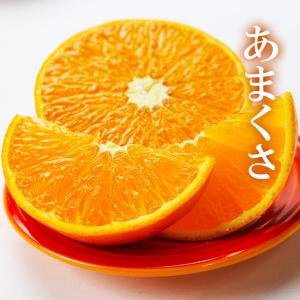 みかん あまくさ 紅まどんな の親品種 家庭用 大きさお任せ 約2.5kg 簡易包装 愛媛県 天草 キズ・スレあり ミカン 蜜柑
