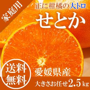 在庫SALE 訳あり せとか 大きさお任せ 約2.5kg 簡易包装 キズ・スレ・ヤケあり家庭用 愛媛県 みかん ミカン 蜜柑 フルーツ 3月16日頃より発送