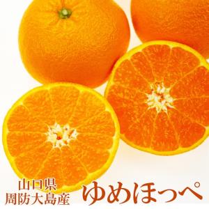 みかん あまくさ 紅まどんな の親品種 家庭用 大きさお任せ 約5kg 愛媛
