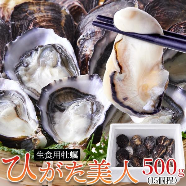 殻付き生牡蠣 ひがた美人 500g ぷりっと濃厚でクリーミィな生食用牡蠣「ひがた美人」を産地直送でお...