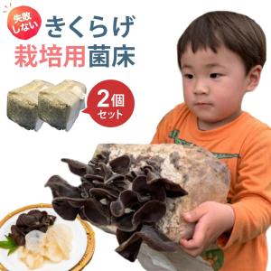 きくらげ栽培キット 白きくらげ 黒きくらげ 栽培用菌床キット