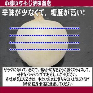 サラダ玉ねぎ(白玉ねぎ) 2.5kg s〜M玉...の詳細画像2