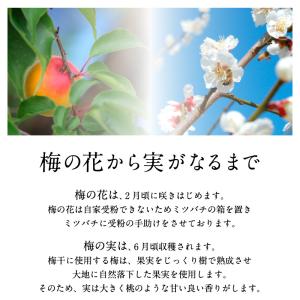 梅干し しそ漬け梅 塩分8% 500g 南高梅...の詳細画像5