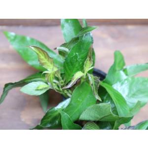 市ヶ谷フィッシュセンター 特殊便 水草 Yahoo ショッピング