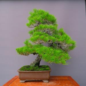 (株)一樹園 黒松 大品盆栽/樹齢50年の詳細画像3