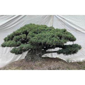 （株）一樹園　　　宮島五葉松　　　　庭木／樹齢1５０年 　樹勢、根良好