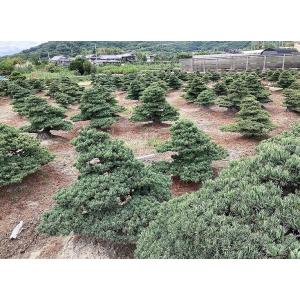 (株)一樹園 宮島五葉松 庭木/樹齢150年 ...の詳細画像3