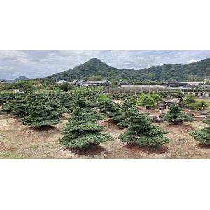 (株)一樹園 宮島五葉松 庭木/樹齢150年 ...の詳細画像4