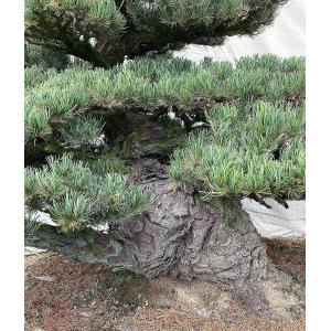 (株)一樹園 宮島五葉松 庭木/樹齢150年 ...の詳細画像1