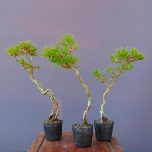 （株）一樹園　　　　赤松3本セット　　　　中品盆栽／樹齢8年