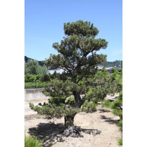 （株）一樹園　　　　　寿松　　　　　　樹齢6０年　　　　　　　　　　植木　庭木　庭園樹　苗木　黒松　五葉松