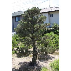 (株)一樹園 寿松 樹齢60年 植木 庭木 庭...の詳細画像1