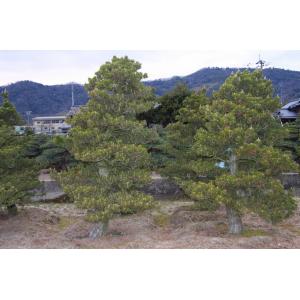 (株)一樹園 寿松 樹齢60年 植木 庭木 庭...の詳細画像2